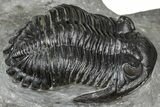 Cluster Of Three Trilobites (Hollardops & Austerops) - Ofaten, Morocco #365714-8